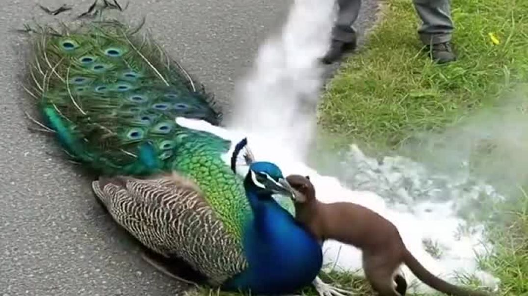 Danger! The peacock has been bitten on the neck by a weasel