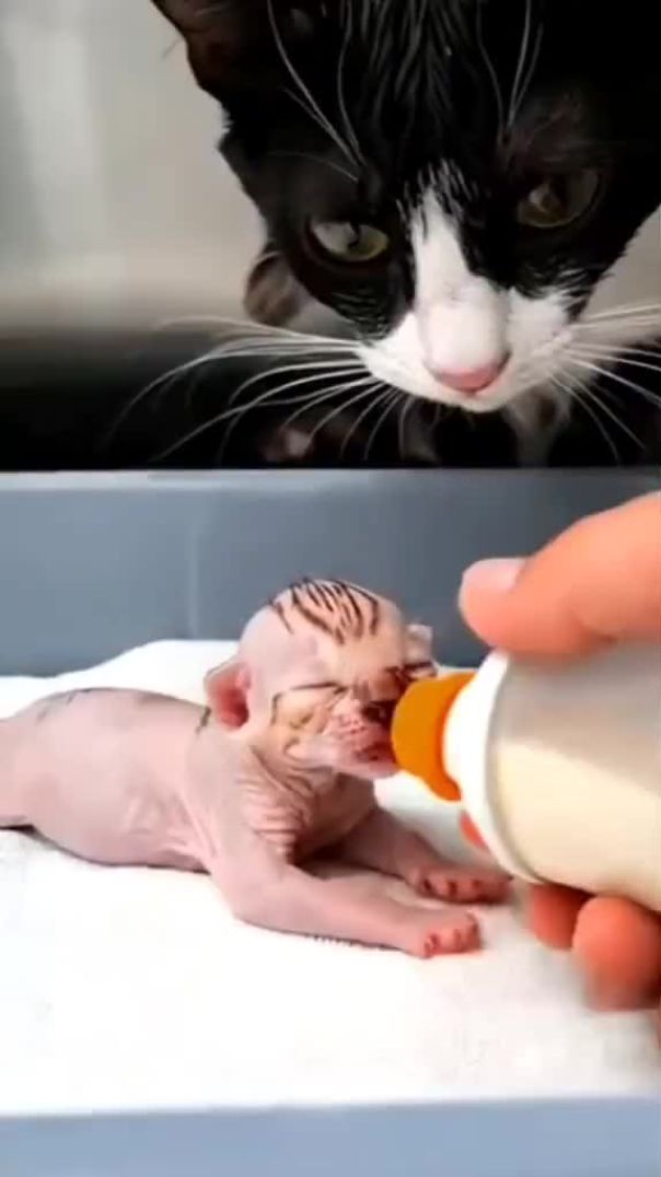 Kitten is caught trying to save her son from flood.