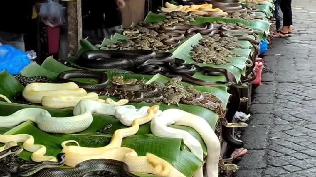 ⁣eels animal market