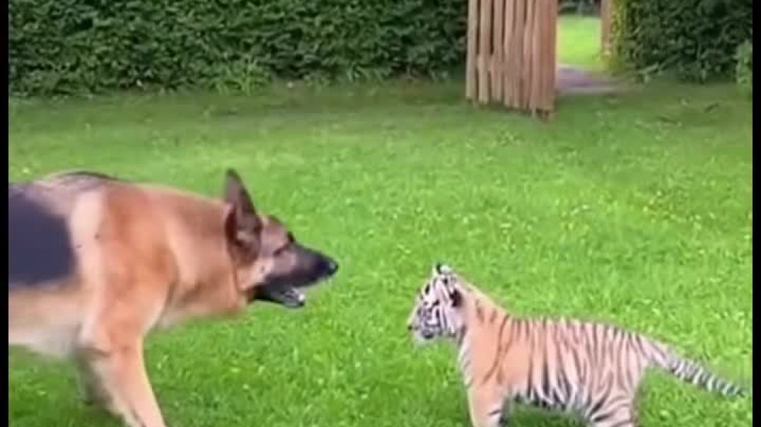 Dog and Tiger Cub