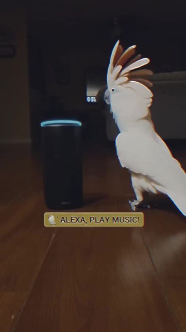 Sunny the PRANKSTER woke us up at 3 AM… ALEXA, PLAY MUSIC.😭 This bird has NO respect for sleep.