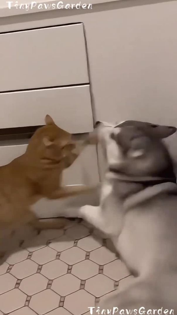 The husky pushed the cat into the bathtub!